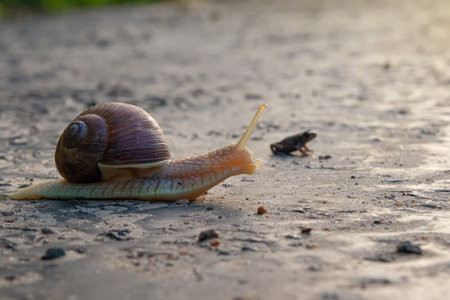 Roman snail (Helix pomatia) and frog on the road close-up. competition concept. soft selective focusの写真素材