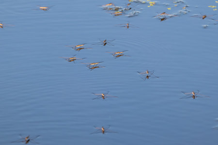 Water striders close-up on the water surface of a river or pond. Insects in the wildの写真素材