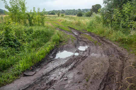 Dirt road with puddles after rain in the countryside with grass in the meadow, trees and bushes