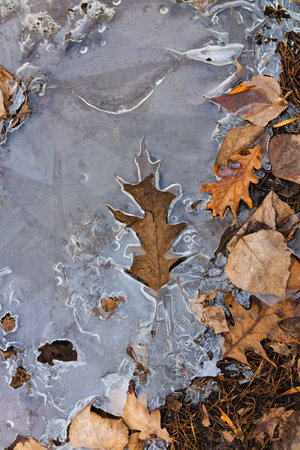 Fallen autumn leaves in ice, top view of frozen puddle waterの写真素材