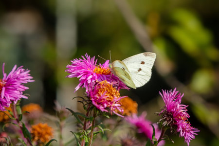 White butterfly on a pink flower close-up macro photo on a summer day. Soft Selective Focus