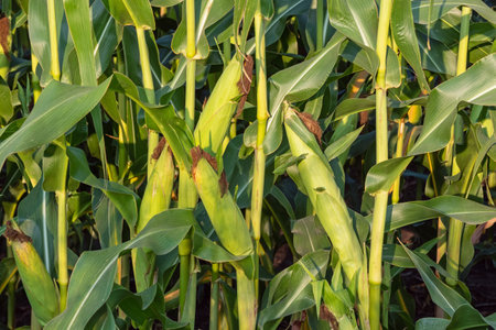 Ripe heads of corn on plant trunks close-up - ready for harvestの写真素材