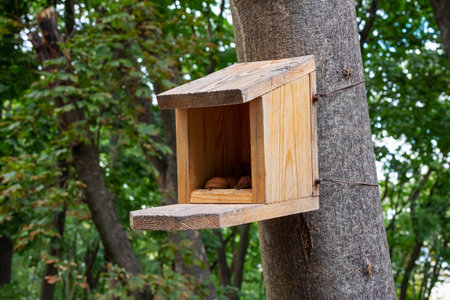 Wooden feeder with nuts for squirrels on a tree trunk in the forest or garden