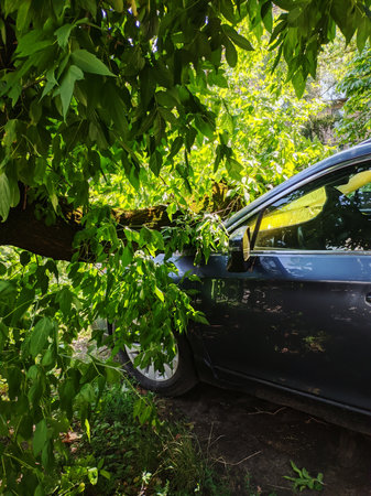 A tree fell on a car on a summer day after strong winds and thunderstormsの写真素材