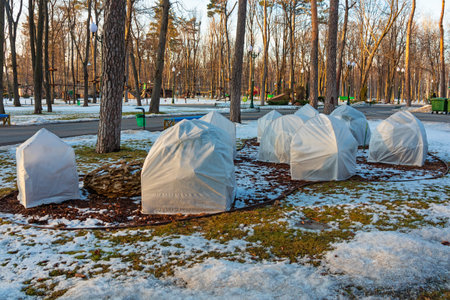 The bushes are protected from cold and snow. The plants are covered with horticultural agrofibre (agrotextile). Protecting plants in a park or garden from sunlight in winterの写真素材