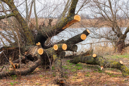 Thick branches of a fallen tree cut by a saw. Old tree without leaves in the countryside on the...