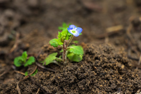 Small blue flower of Veronica chamaedrys (germander speedwell). A miniature plant grows in the...