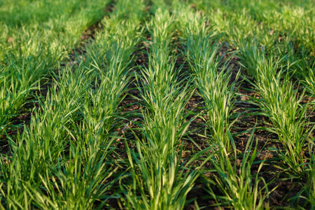 Young wheat on an agricultural field close-up. Green plants growing in a farmer's fieldの写真素材