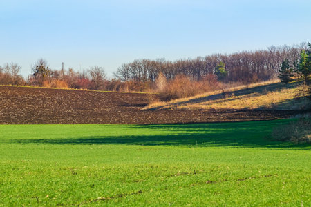 Agricultural fields near a forest in the countryside on a spring sunny day. Field with growing green wheatの写真素材