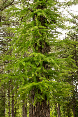 Branches grow from the trunk of a larch tree in spring. Larches are deciduous conifers in the genus Larix, of the family Pinaceae.の写真素材