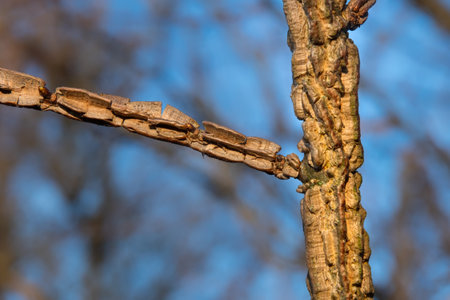 Cork growths cover the branches of the elm tree (Ulmus suberosa Moench, Ulmus minor, Ulmaceae)の写真素材