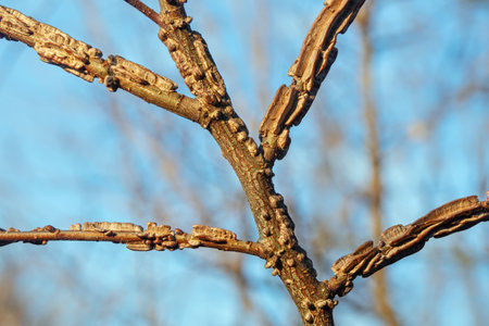 Branches of the elm tree are covered with cork growths (Ulmus suberosa Moench, Ulmus minor, Ulmaceae)の写真素材