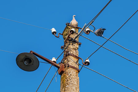 Wild pigeons on an old overhead power line pole. Bird on a wire against a blue sky. Ceramic or porcelain electrical insulatorsの写真素材