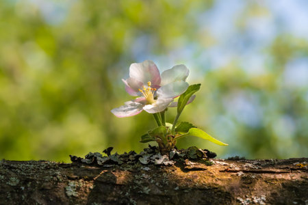 Apple tree flower on a branch close-up with soft selective focus. Spring blossoming of fruit trees, sunny dayの写真素材