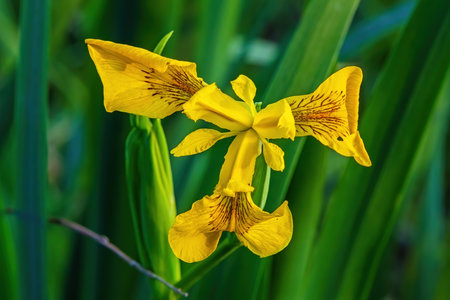 Flower Iris pseudacorus - the yellow flag, yellow iris, or water flag, is a species of flowering plant in the family Iridaceaeの写真素材
