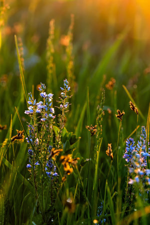 Wildflowers and grass in a meadow in the rays of sunlight. Spring nature and plants close-upの写真素材