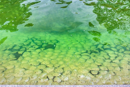 Green water blooms in a decorative pond with a stone shoreの写真素材