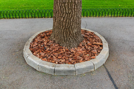 The tree grows in the middle of the asphalt sidewalk and alley in the park. Mulching with bark under...