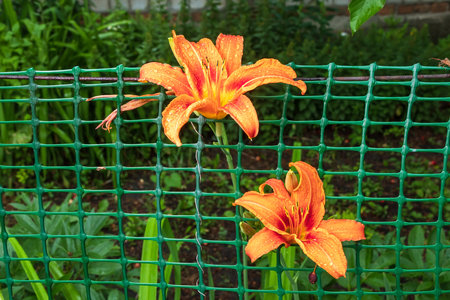 A blooming daylily grows through a plastic fence in the garden. Yellow-red natural flowersの写真素材