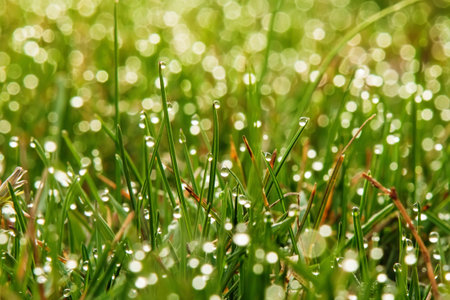 Dew drops on green grass close-up. Macro photo morning landscape of a microworld in nature. Soft...