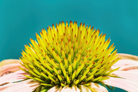 Echinacea flower close up - macro photography of natural flowering plantの写真素材