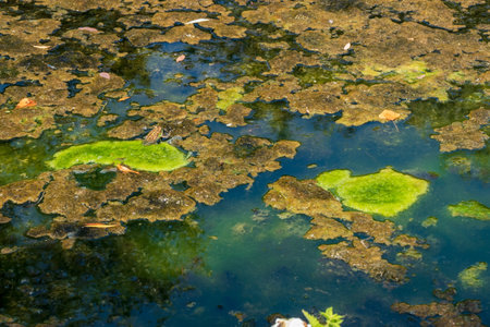 Close-up of the surface of the swamp. Blooming water and algae in the pondの写真素材