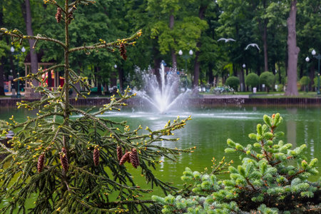 Spruce on the shore of a lake with a fountain in the park. Young coniferous trees in a city gardenの写真素材