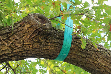 Large tree branch tied with a belt. Strengthening an old oak tree. Garden care - fastening for...