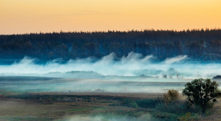 Fog on the meadow near the forest. Morning nature landscape in the light of dawnの写真素材