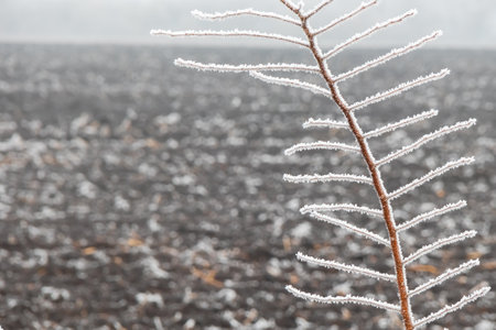 Hoarfrost and rime ice on the branches of a plant and on an agricultural field. Frosts in high humidity on a foggy winter day. Soft selective focusの写真素材