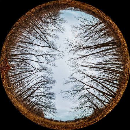 Bottom view of tree branches and trunks in autumn forest. Shot with Ultra Wide Angle Circular Fisheye lens. Trees without leaves. Panoramic shot for Fulldome Planetariumの写真素材