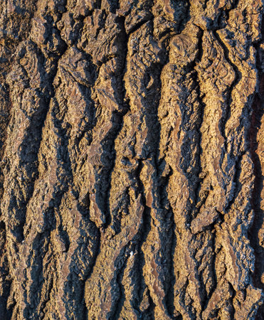 Textured tree bark close-up. Sunlight illuminates the rough surface of the tree trunk. Natural backgroundの写真素材