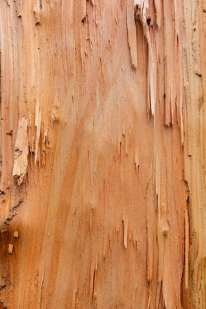 Wood surface close-up. Natural background - rough surface of broken tree trunk. Textured wood structureの写真素材