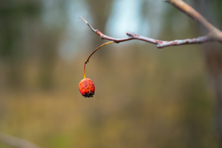Red wild berry on a branch close-up. Small wrinkled berry on a bush. Soft selective focusの写真素材
