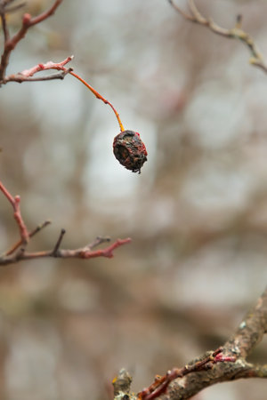 Dried berry on a branch close-up. Rotten small fruit on a thin tree branch. Soft selective focus and bokehの写真素材