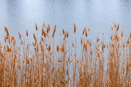 Dry Phragmites reed near water. Yellow plants on the river bankの写真素材