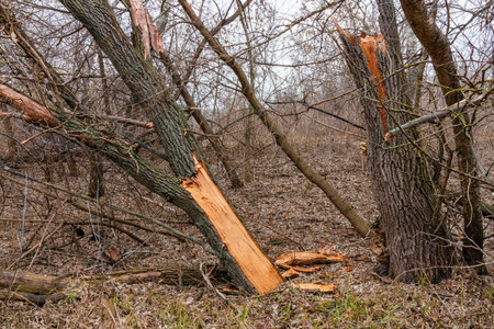 Tree in forest fell after windsnap. Broken tree trunk after storm and strong wind