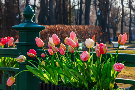 Blooming tulips in a city garden or park. Natural flowers on the railings on the bridge close-up. Spring sunny dayの写真素材