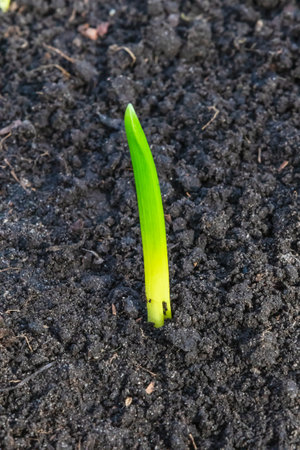 Young green plant grows from the ground. Macro photo of a seedling on black soil (Chernozem)