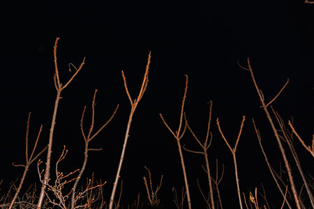 Creepy view in the forest. Branches without leaves sticking up against the black night skyの写真素材
