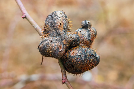 Gall on a plant branch with spines - are a kind of swelling growth on the external tissues of...