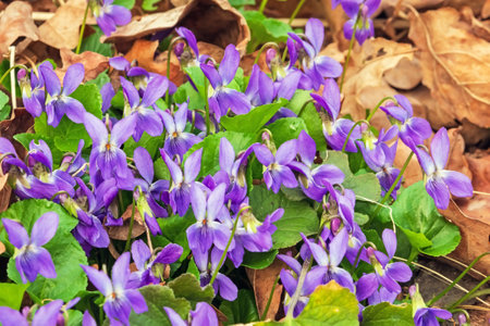 Violet blooms in the forest. Blue-violet flowers of viola odorata close-up. Kharkiv region, Ukraineの写真素材