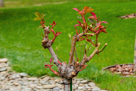 Young leaves grow on the branches of a rose bush in a garden near a green lawn. Rose bush close-up...