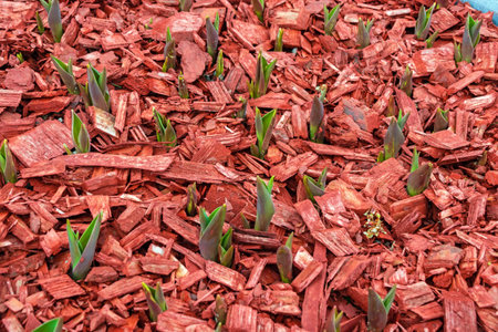 A flower bed with growing young tulips without flowers and red mulch made of wood chips and pieces...