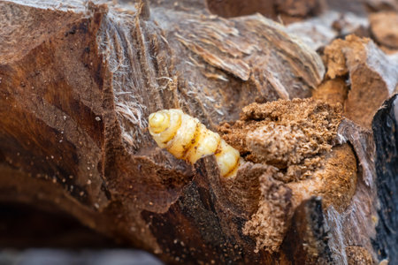 Bark beetle larva in a tree - macrophoto. Pest Woodworm larvae in wood in close-upの写真素材