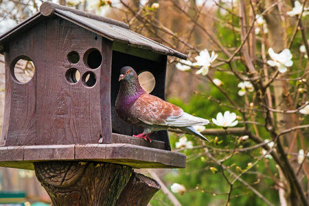 Pigeon in a wooden feeder in a garden with a tree in bloom. Rock dove birdの写真素材