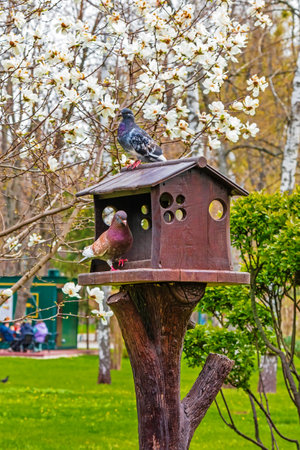Pigeons on a wooden feeder in a garden with a tree in bloom.の写真素材