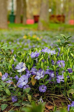 Blooming Vinca on a flowerbed in a city garden or park. Periwinkle is a flowering plant of the Apocynaceae family. Flowers on a plant with green leavesの写真素材