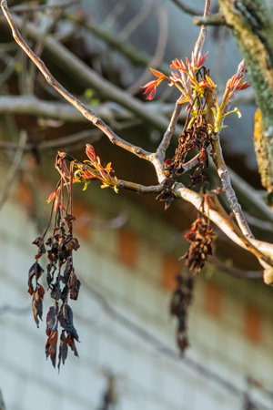 Young shoots on a walnut tree branch and dried leaves damaged by spring frosts. Gardening problemの写真素材