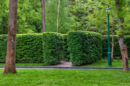 Garden labyrinth in the city park. A hedge maze is an outdoor garden maze or labyrinth in which the walls or dividers between passages are made of vertical hedgesの写真素材
